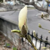 ガーデニング,花のある暮らし,春の訪れ,園芸初心者,北海道からの画像