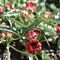 原種チューリップ,原種チューリップ　サマンサ,ナチュラルガーデン,花のある暮らし,小さな庭の画像