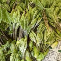 コシアブラ,たらの芽,山菜,山菜パーティの画像