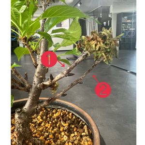 旭山桜,苔（苔玉）,植物棚の画像