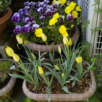 チューリップ,ビオラ,開花,球根植物,かわいい色の画像