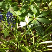 シラーカンパニュラータ,開花,球根植物,植えっぱなしの画像