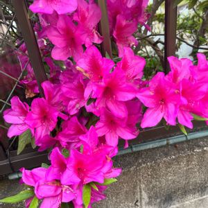 ピンクのつつじ,花のある暮らし,ビンクの花♡,フェンスの画像