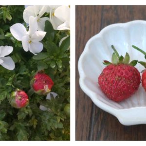 イチゴ,ラナンキュラス,寄せ植え,つぼみ,初収穫の画像