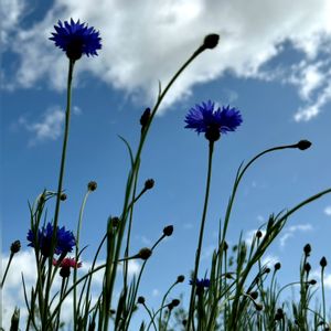 モッコウバラ,ヤグルマギク,八重桜,梨の花,ミケリアの画像