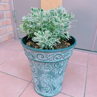 ユーホルビア シルバースワン,可愛い鉢,観葉植物を楽しむ,植物大好き,観葉植物のある暮らしの画像