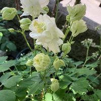 西洋オダマキ,西洋オダマキ ホワイトバロー,可愛い,咲いた！,種まきっ子の画像