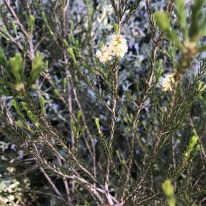 ハーブ,鉢植え,いい香り,白い花,無農薬の画像