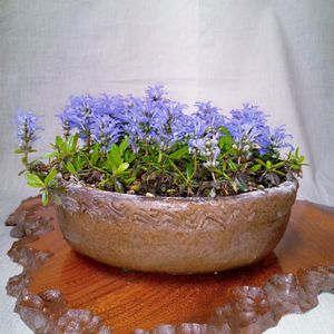 山野草,可愛い〜♡,白花,青紫の花,可愛い花の画像