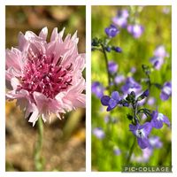 矢車菊,開花,花のある暮らし,公園にて,自然の恵みの画像