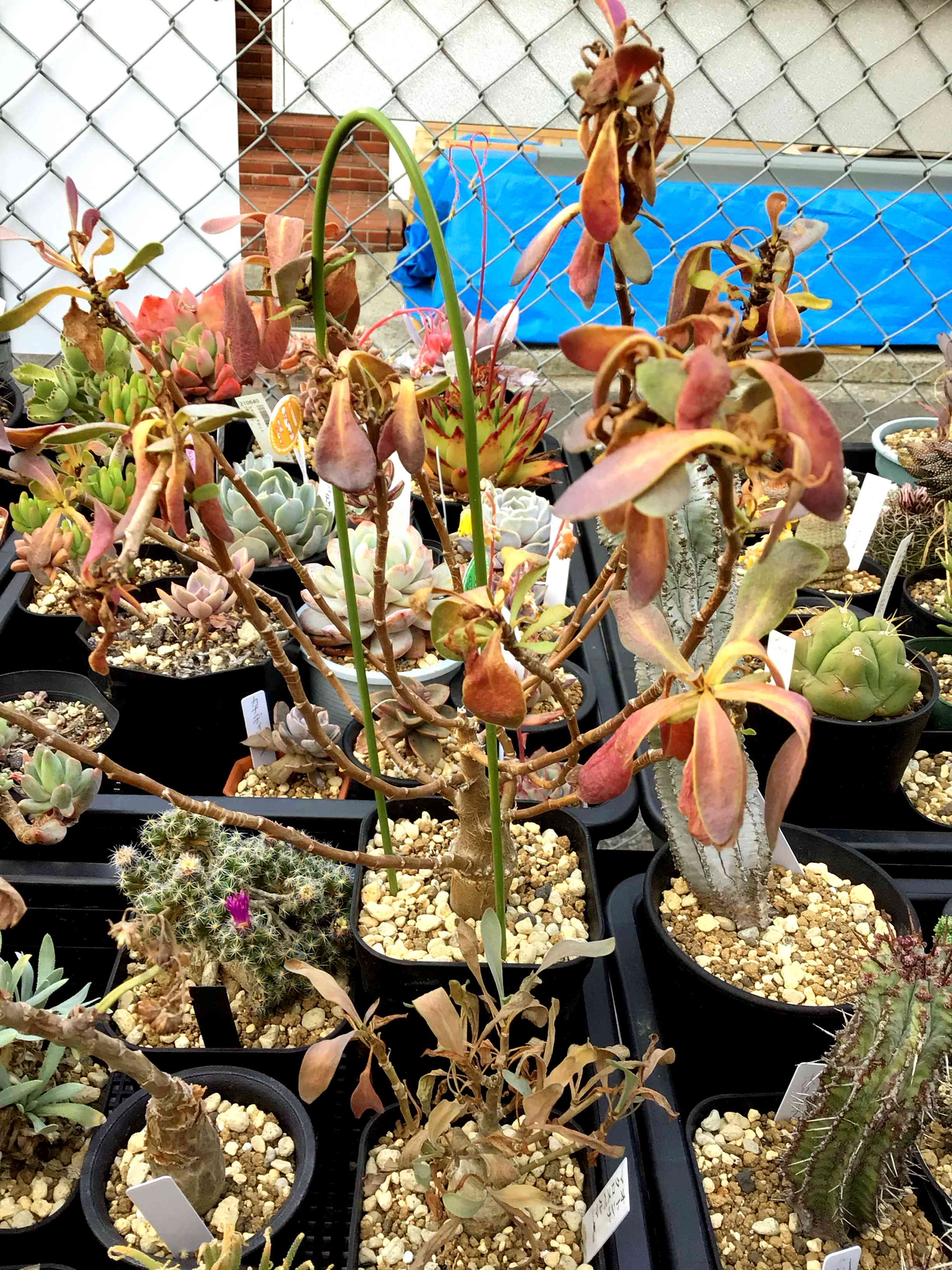 オトンナ マクロスペルマの一覧｜🍀GreenSnap（グリーンスナップ）