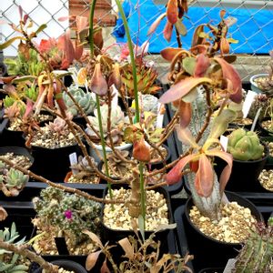 チレコドン パニクラータス,オトンナ マクロスペルマ,オトンナ ロバタ,多肉植物,塊根植物の画像