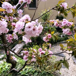 南殿桜,桜,和室,小さな庭,庭の画像