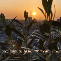 オリーブ,夕日,ベランダの画像