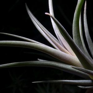 ティランジア,tillandsia erici,エアプランツ,着生植物,インテリアグリーンの画像