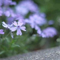 シバザクラ,芝桜,グランドカバー,春のお花,紫色の花の画像