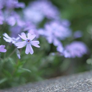 シバザクラ,芝桜,グランドカバー,春のお花,紫色の花の画像