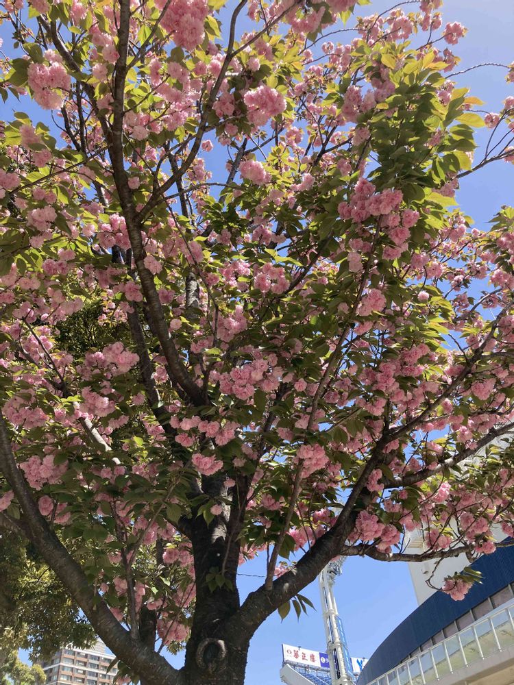 ユダコさんの横浜公園への投稿