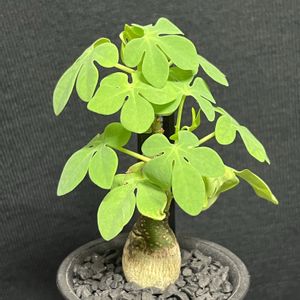 アデニア・グラウカ,塊根植物,アデニア属,リビング・ダイニングの画像