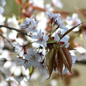 ヤマザクラ,さくら 桜 サクラ,日本固有種の画像