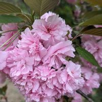 サクラ,サクラ,八重桜,八重桜,桜の木の画像