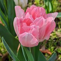 サクラ,シバザクラ,チューリップ,チューリップ,八重咲きチューリップの画像