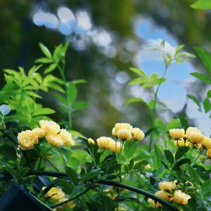 北海道,多肉女子,ばら バラ 薔薇,ピンクワールドへ ようこそ,お散歩ちゃんキーホルダーの画像