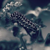 パセリ,キアゲハの幼虫,小さな庭の画像