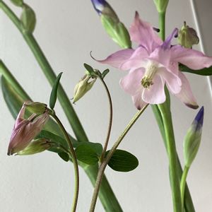 オダマキ,生け花,花のある暮らしの画像