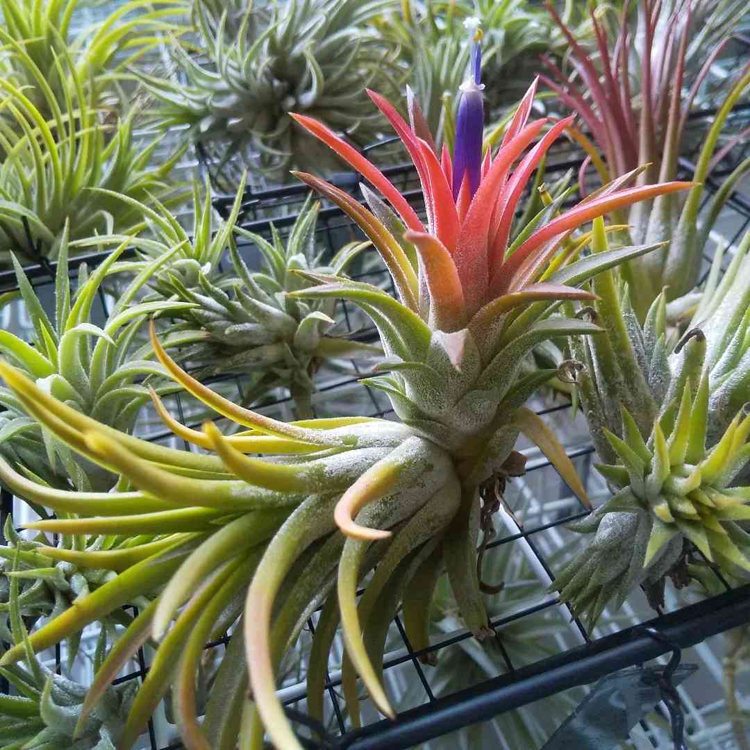 T. ionantha Pachara Solarishの一覧｜🍀GreenSnap（グリーンスナップ）