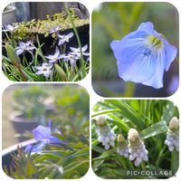 種まき,花のある暮らし,癒しの植物,可愛い花,種から育てるの画像