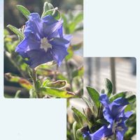 アメリカンブルー,咲いた！,つぼみ,青い花,青色の花の画像