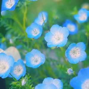 チューリップ,ネモフィラ,ガーデニング,青い花,花のある暮らしの画像