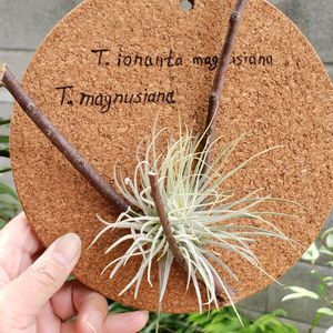 チランジア マグヌシアーナ,花のある暮らし,エアープランツ/チランジアの画像