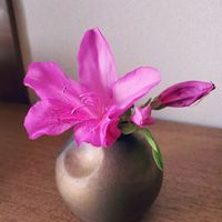 オオムラサキツツジ,花瓶,花のある暮らし,ツツジ科,植物のある暮らしの画像