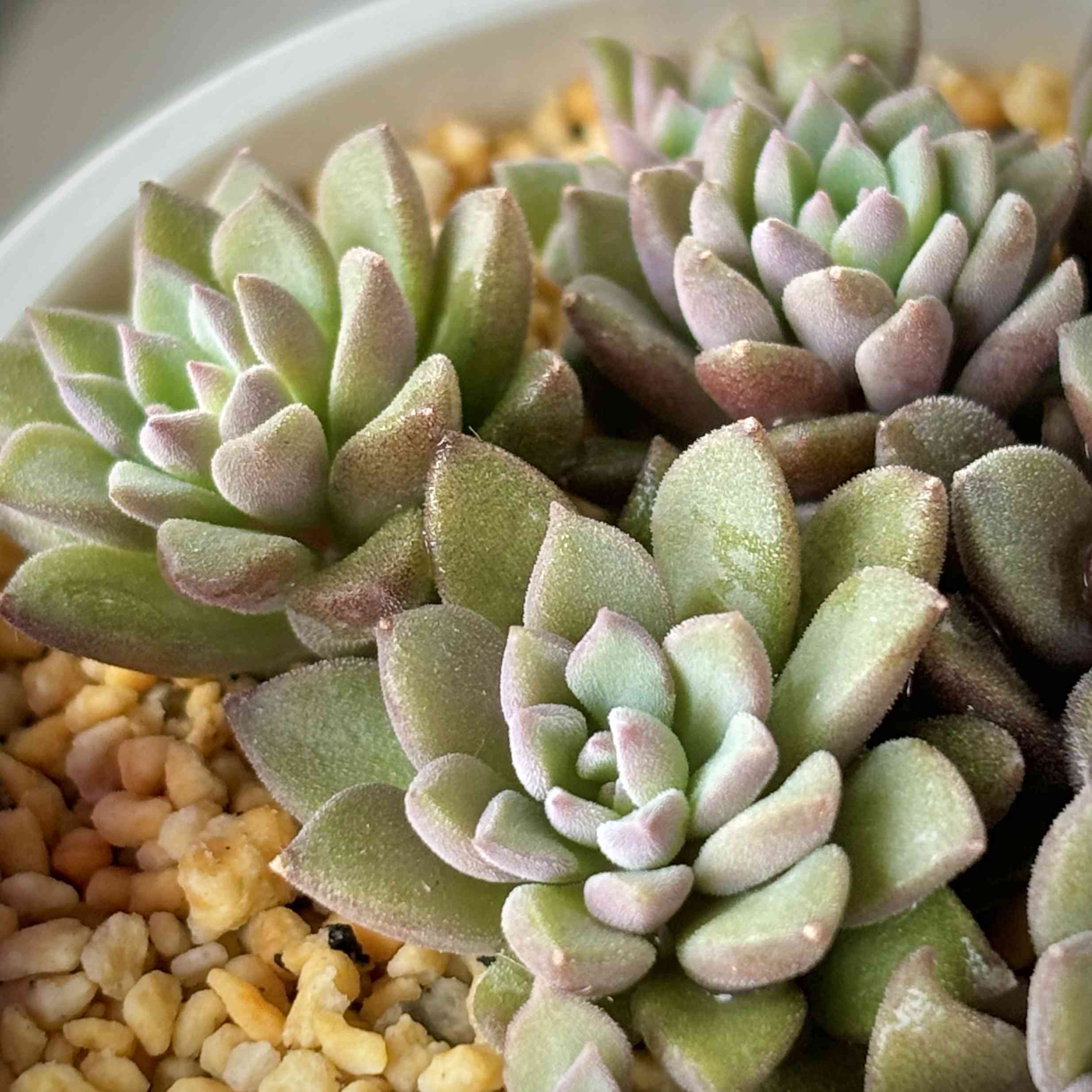 スプリングワンダー×銀天女の一覧｜🍀GreenSnap（グリーンスナップ）