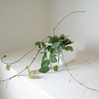 ディスキディア,ディスキディア　オバタ,観葉植物,着生植物,インテリアグリーンの画像