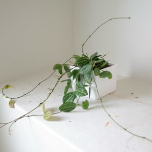 ディスキディア,ディスキディア　オバタ,観葉植物,着生植物,インテリアグリーンの画像