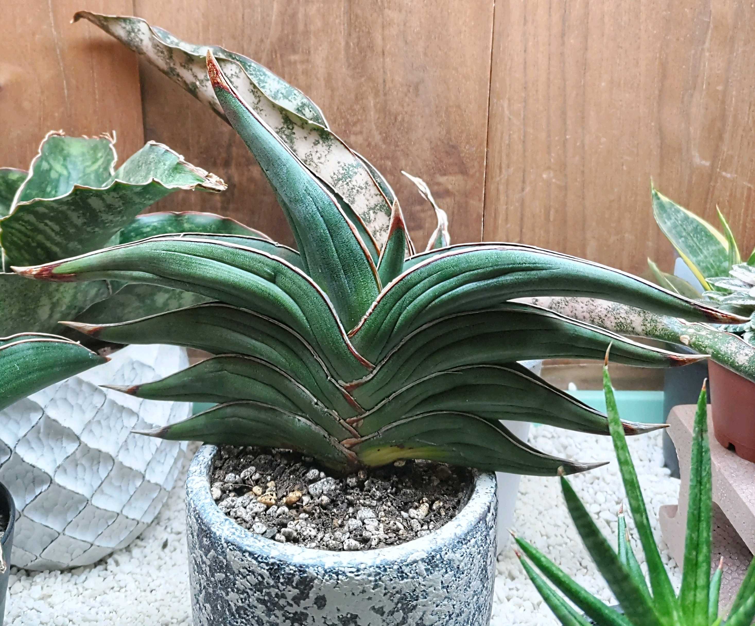 サンセベリア“ロリダ”の日記｜🍀GreenSnap（グリーンスナップ）