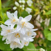 ヒメウツギ,✢ふこポエム✢の画像