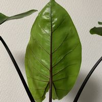 アロカシア・ブラックステム,観葉植物の画像