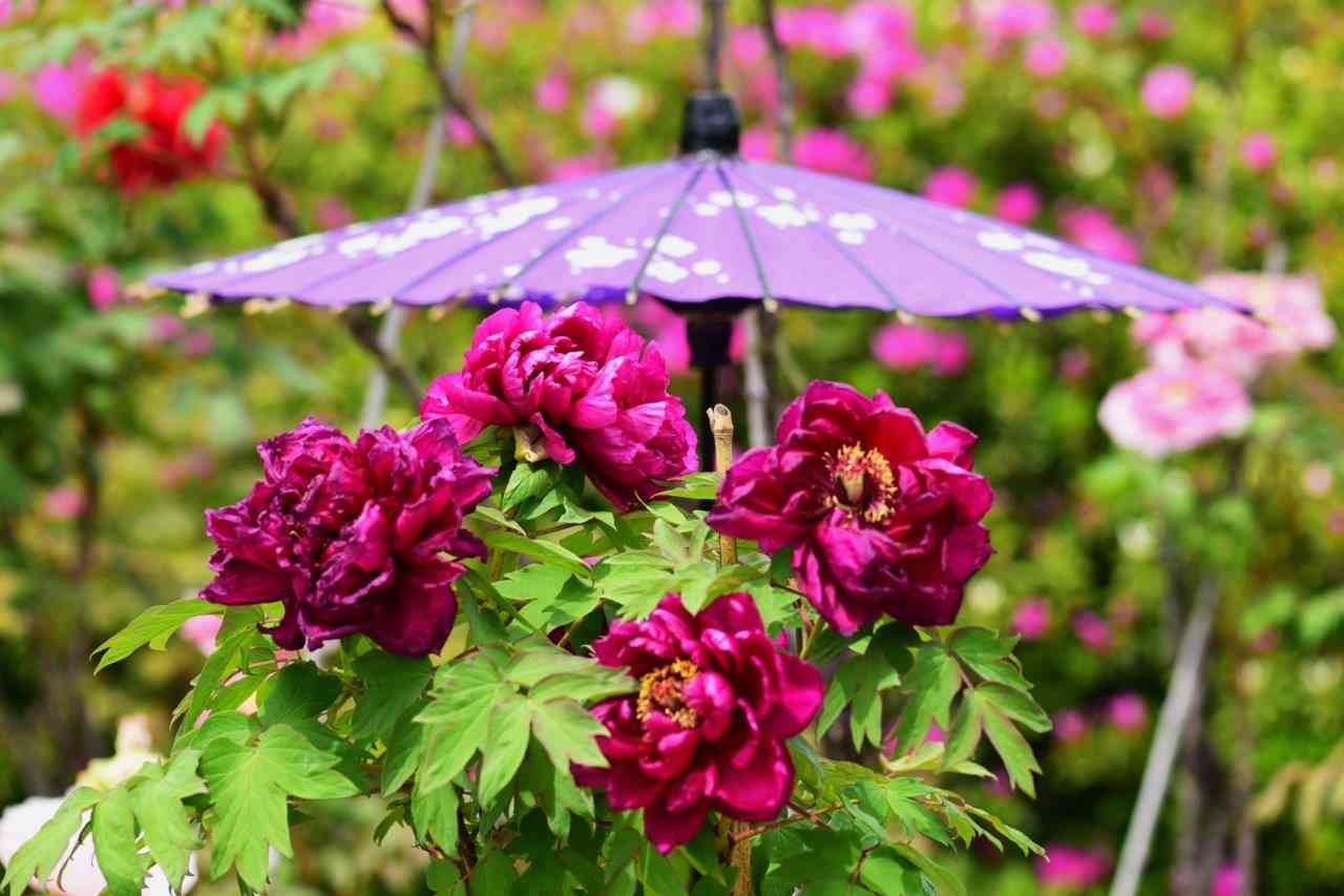 大仙公園日本庭園の「ぼたん展」をご案内します。目の保養タイムです