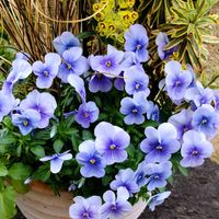 カレックス,ビオラ,ユーフォルビア ゴールデンレインボー,寄せ植え,ガーデニングの画像