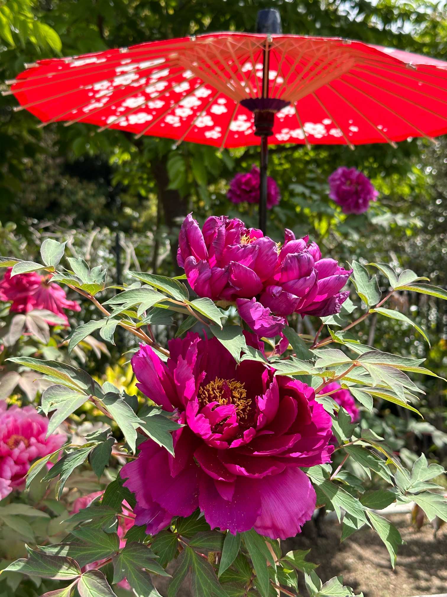 大仙公園日本庭園の「ぼたん展」をご案内します。目の保養タイムです