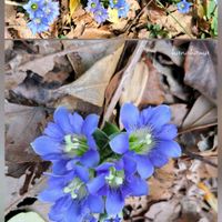 オドリコソウ,シャガ,フデリンドウ,リンドウ,オオジリバリの画像