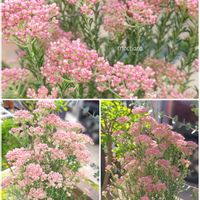 コデマリ,サボテン,モッコウバラ,ライスフラワー,ライスフラワーの画像