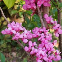 ハナズオウ,公園,ピンクの花,ご近所,今日のお花の画像