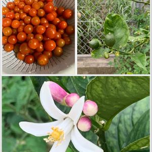 ミニトマト,マイヤーレモン,レモンの花♡,花のある暮らし,沖縄の画像