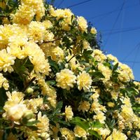 モッコウバラ,花言葉,里山散策,幸せの黄色いお花,GS3年生の画像