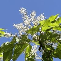 アオダモ,コバノトネリコ,白い花,ご近所,モクセイ科の画像